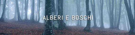 Alberi e boschi