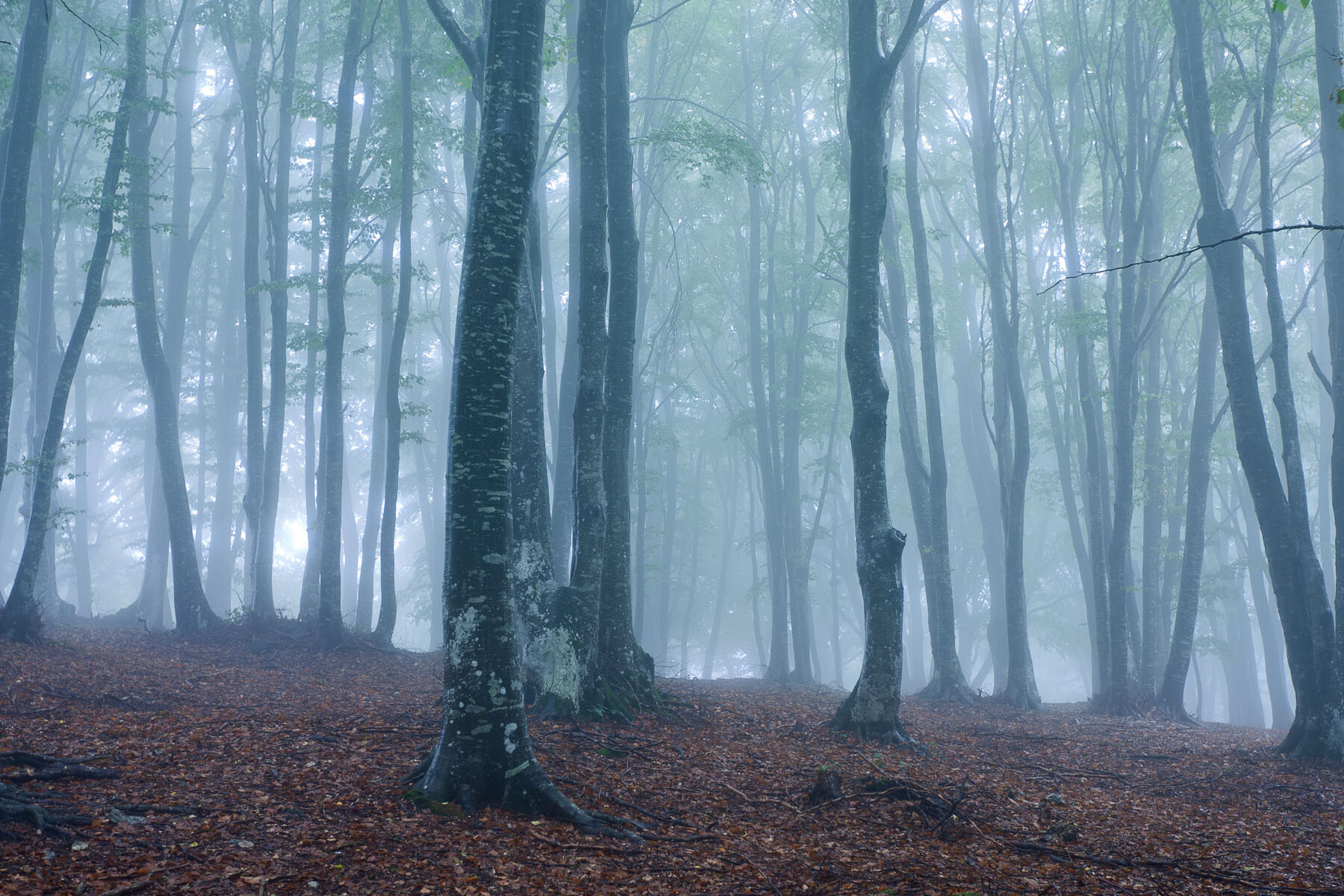 Alberi e boschi