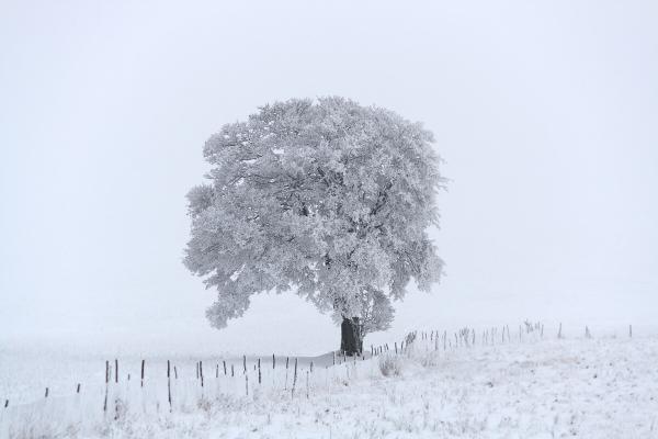 Il gigante bianco