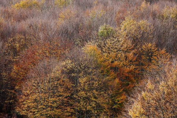 Le sfumature del giallo