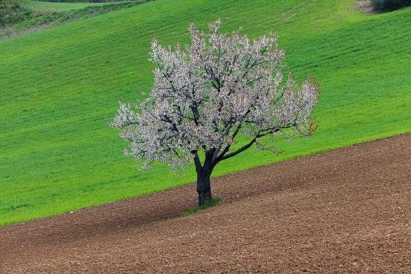 Primavera