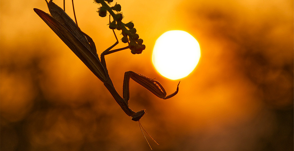 Samuele Parentella - Moments of Nature