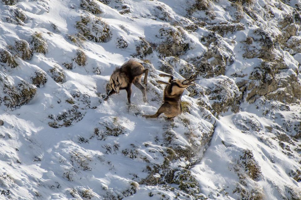 CAMOSCI SIBILLINI, LOTTE E AMORI AD ALTA QUOTA